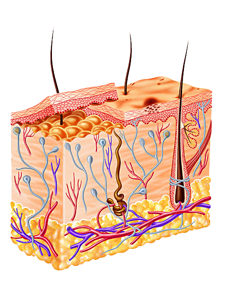 skin-structure