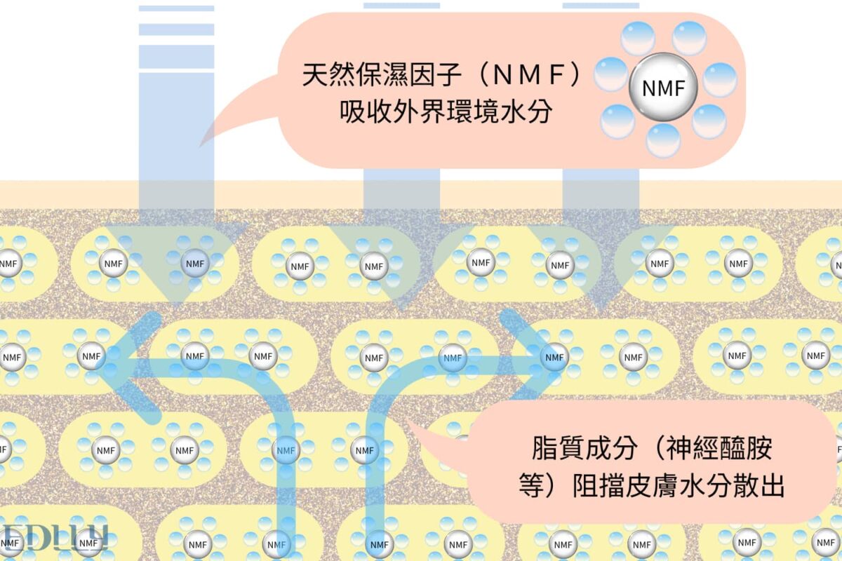 保濕原理-角質如何保濕