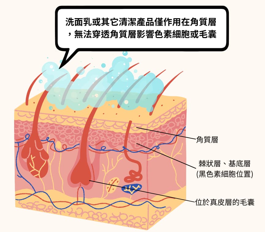 深層清潔-毛孔-洗面乳