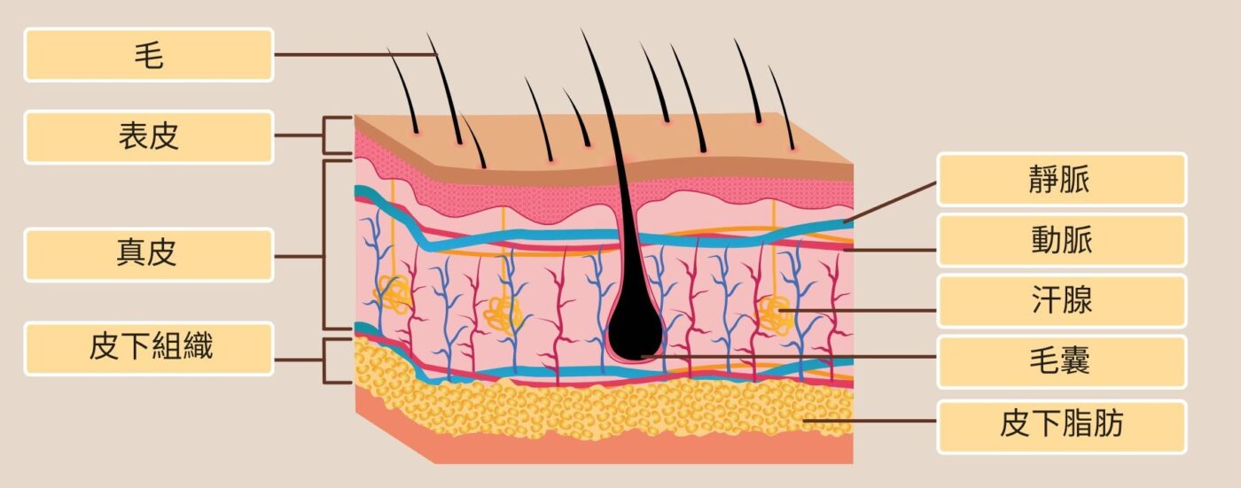 皮膚結構