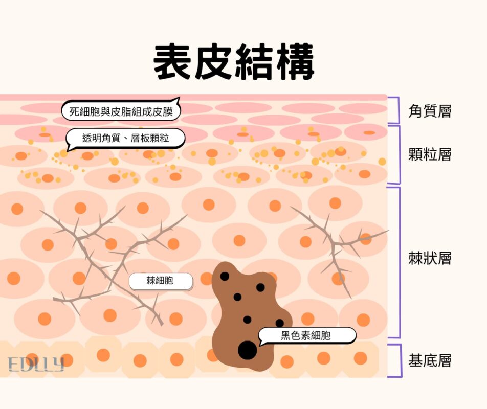 表皮結構