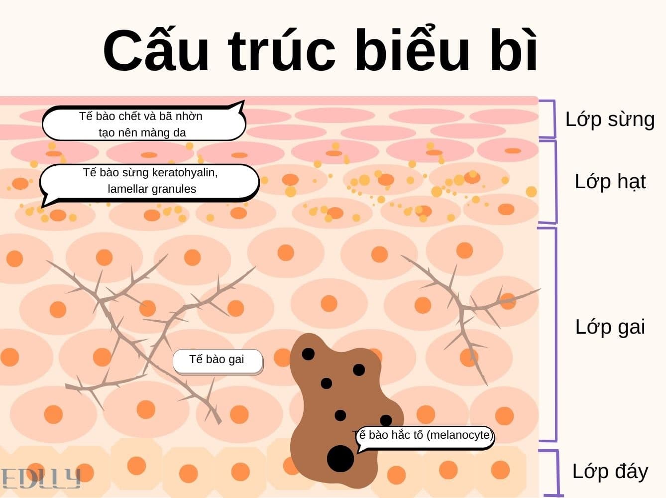 cấu trúc và chức năng của da