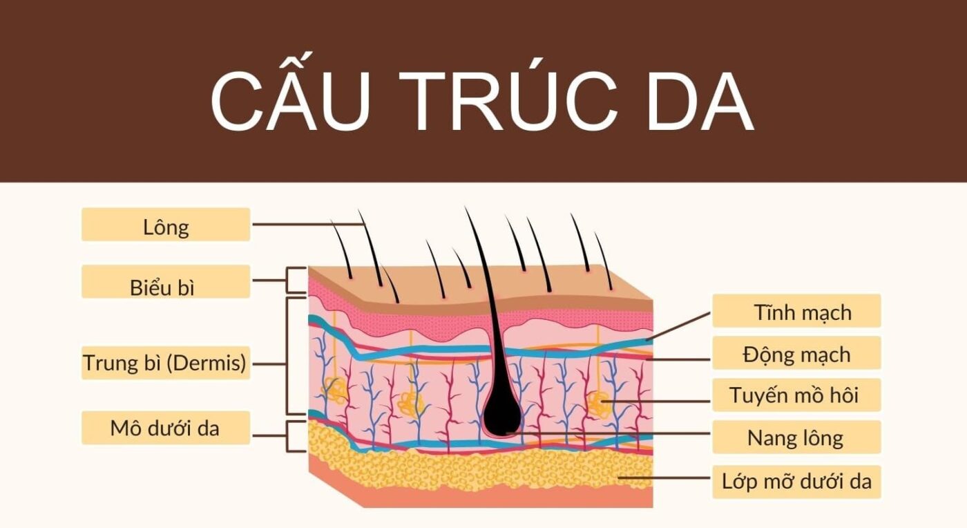 Cấu trúc da và chức năng của 3 lớp: biểu bì - trung bì - hạ bì