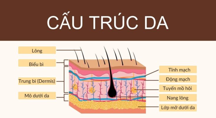 cấu trúc và chức năng của da