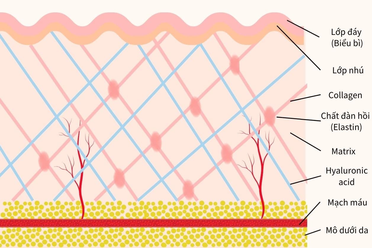 cấu trúc và chức năng của da