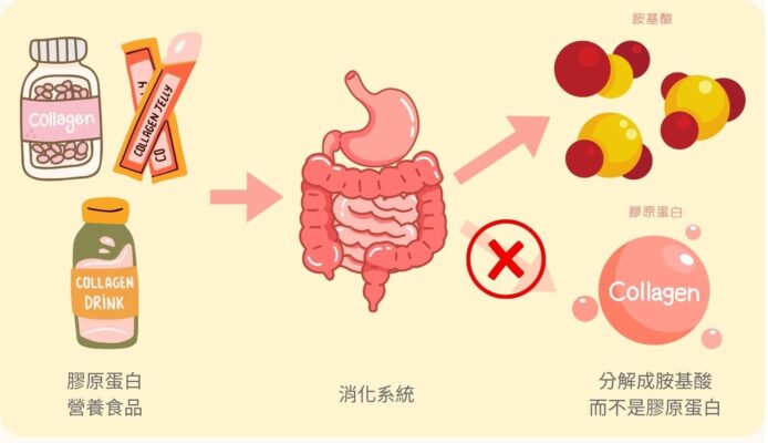 吃膠原蛋白有用嗎