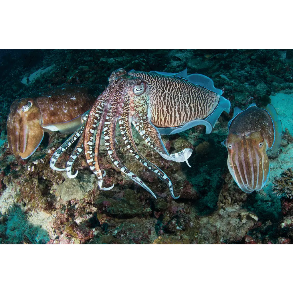 富國島海鮮墨魚